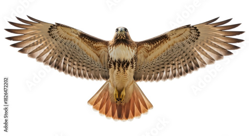 Photos Isolated Red-tailed Hawk in Flight with Wings Spread, Bird of Prey Flying, Avian