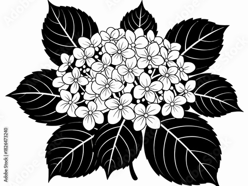 Black and white graphic representation of Hydrangea flower head with detailed petals and large leaves artwork design for print