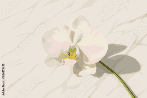 Orchid on Marble Elegance. Elegant orchid resting on a marble surface with vector illustration soft shadows, intricate petal