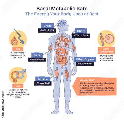 Basal metabolic rate BMR shown through a human body silhouette with labeled organs and percentage callouts, highlighting brain, liver, and muscle energy use at rest. Doodle style diagram
