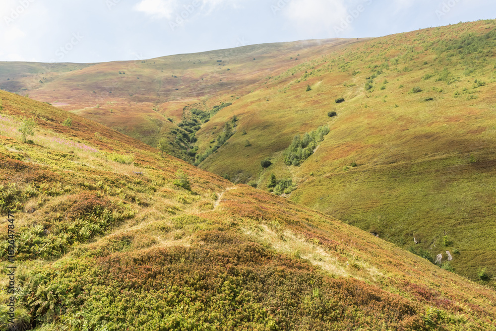 Fototapeta premium Borzhava Valley in Summer with Blueberry-Covered Hills