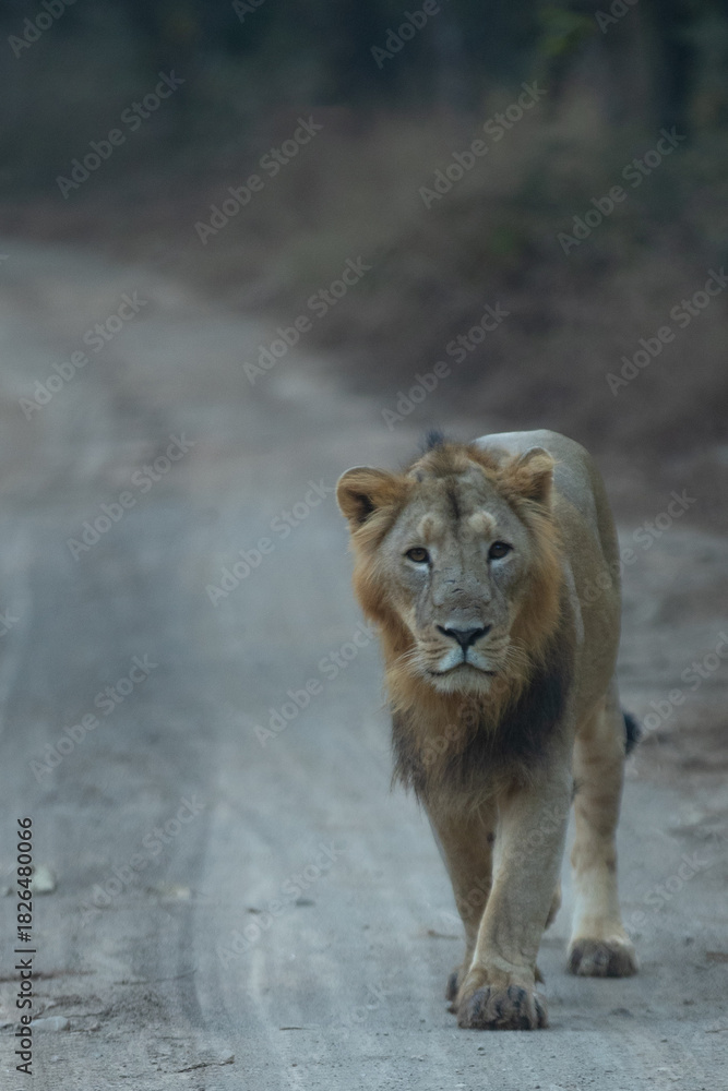 Naklejka premium lion in the wild