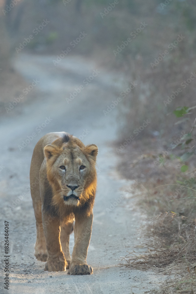 Naklejka premium male lion cub