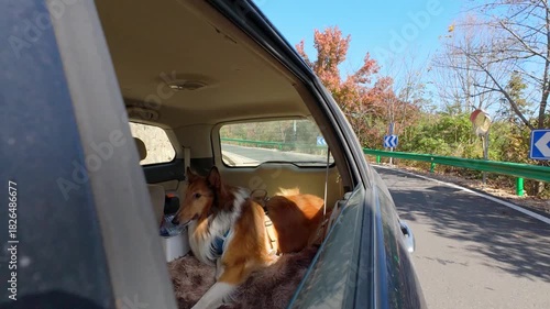 Dog lying in car and looking out the open windows in sunny day. Funny dog blows by wind from open car window during mountain road trip. Happy rough collie dog enjoy its trip. 4k slow motion footage.