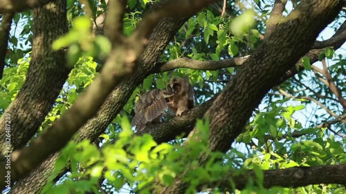 Wallpaper Mural じゃれ合うトラフズクの幼鳥 Torontodigital.ca