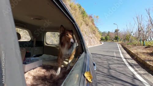 Dog stands in car and looks out the open windows in sunny day. Funny dog blows by wind from open car window during mountain road trip. Happy rough collie dog enjoy its trip. 4k slow motion footage.