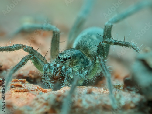 Wolf spider on the rotten wood