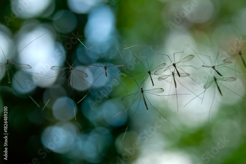 Crane fly colony hang on the web with bokeh background