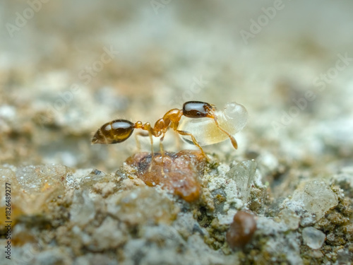 Solenopsis picta ant bring her eggs on the sandy ground