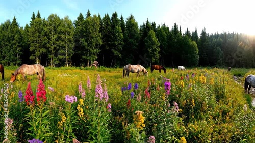 Wallpaper Mural Horses graze in lush meadow filled with colorful wildflowers. Torontodigital.ca