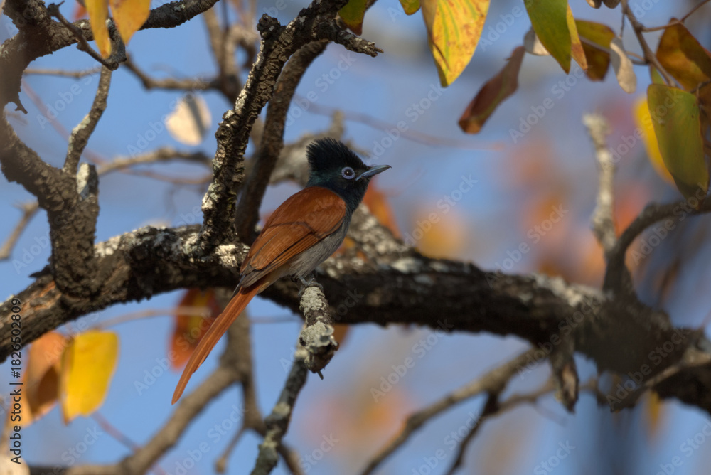 Obraz premium African Paradise Flycatcher (Terpsiphone viridis). Taken in Kruger National Park, South Africa.