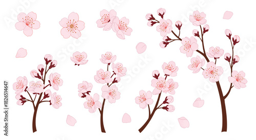 Beautiful set of pink cherry blossom branches and individual sakura flowers, with delicate floating petals isolated on a white background.