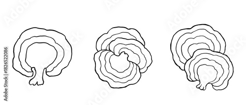 Reishi mushrooms set isolated on white.