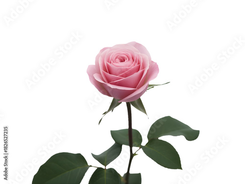 Single pink rose bloom isolated on transparent background