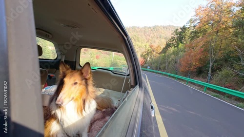 Dog stands in car and looks out the open windows in sunny day. Funny dog blows by wind from open car window during mountain road trip. Happy rough collie dog enjoy its trip. 4k slow motion footage.