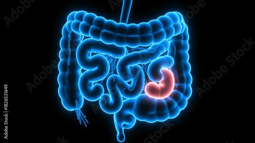 Wallpaper Mural 3D Medical Animation of Human Digestive System with Highlighted Stomach. Torontodigital.ca