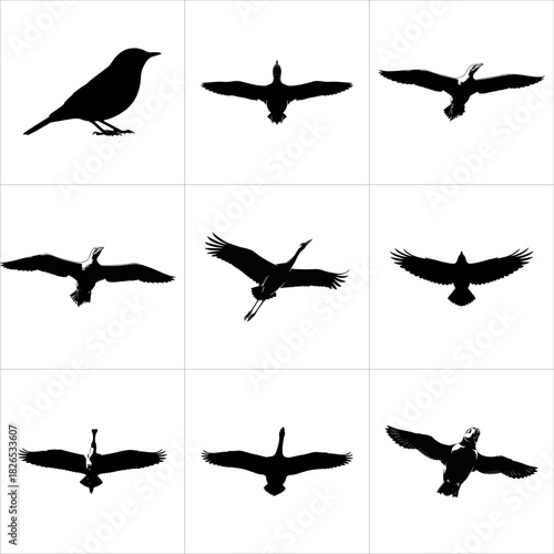 Bird silhouettes set, various flying and standing poses, isolated on white background