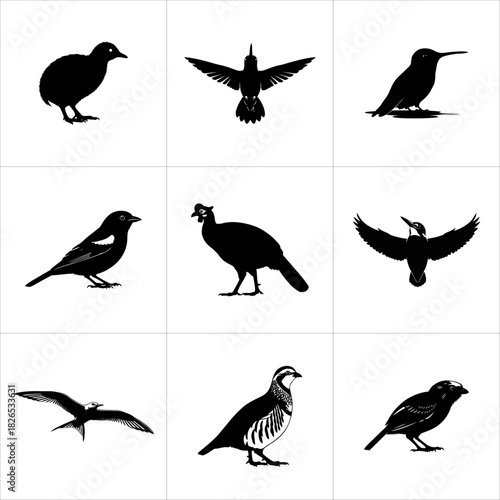 Collection of various bird silhouettes isolated on white background