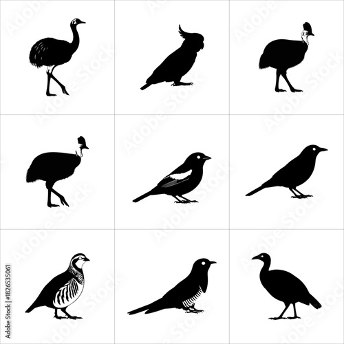 Nine different bird species depicted as black silhouettes isolated on white background