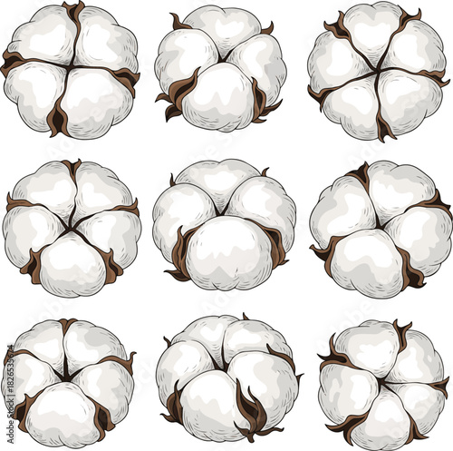 Create a kinds of deferent Fluffy cotton boll vector art with white background.