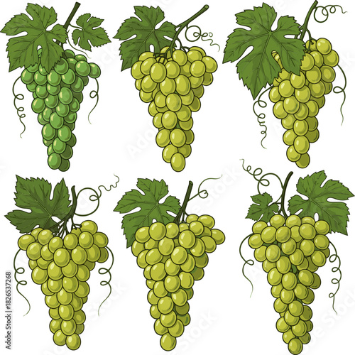 Create a kinds of deferent Green grapes cluster with leaf vector art with white background..