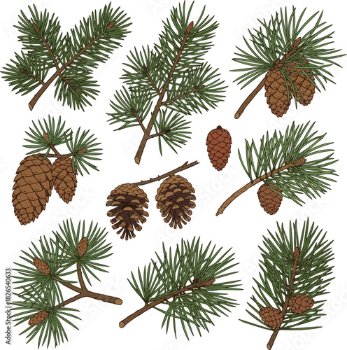 Create a kinds of deferent pine tree branch with cones vector art with white background.