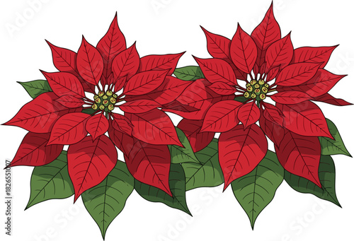 Create a Two red poinsettia plants vector art with white background..
