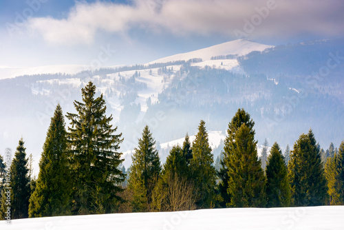 winter landscape of ukraine. fir trees on snow covered hill. peaceful place in carpathian in mountains. natural winter wonderland background for photo travel. hazy morning atmosphere with blue sky