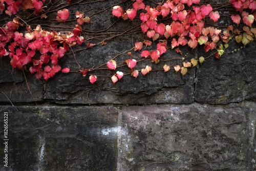 Red and green ivy leaves on a stone wall in autumn.