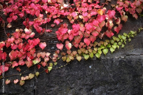 Red and green ivy leaves on a stone wall in autumn.