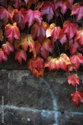 Red and green ivy leaves on a stone wall in autumn.