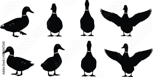 Collection of duck silhouette poses in various angles, wildlife bird illustration set for nature design, farming, hunting, and animal graphic projects