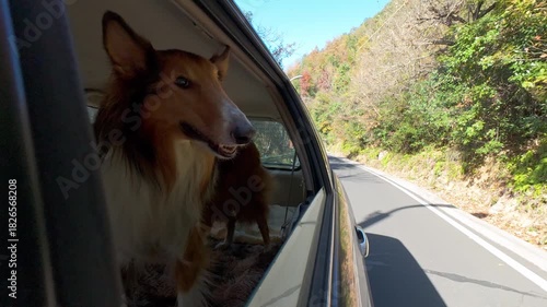 Dog stands in car and looks out the open windows in sunny day. Funny dog blows by wind from open car window during mountain road trip. Happy rough collie dog enjoy its trip. 4k slow motion footage.