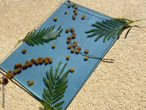 Cyanotype / blueprint process with flowers held down by glass plate and with dew on the inside because of the heat from the sun