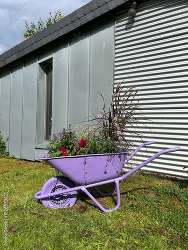 old purple wheelbarrow with flowers
