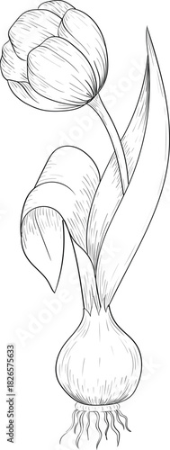 Black and white ink style vector illstration of gardening tools and supplies. Spring mood engraving for packaging, cards and decorative purposes