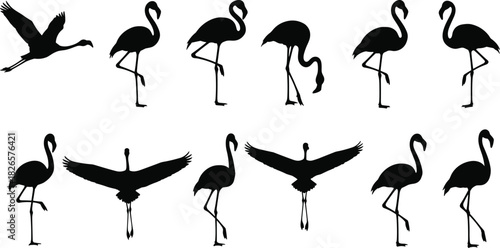 Flamingo silhouette collection, elegant bird poses, black vector illustrations, tropical wildlife icons, long-legged wading bird design set