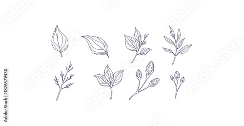 Elegant botanical line art featuring delicate leaves branches sprouts and flower buds with natural curves