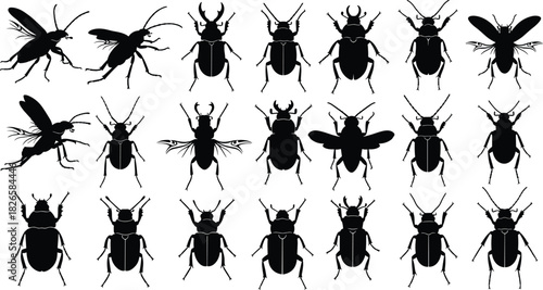 Insect and beetle silhouette set in grid layout, showcasing species diversity, morphology, symmetry, entomology, wings, and anatomy