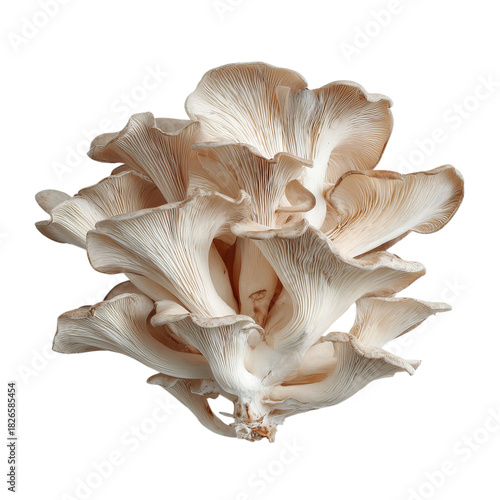 Png of topdown view of oyster mushroom cluster isolated on transparent background, highlighting its layered structure