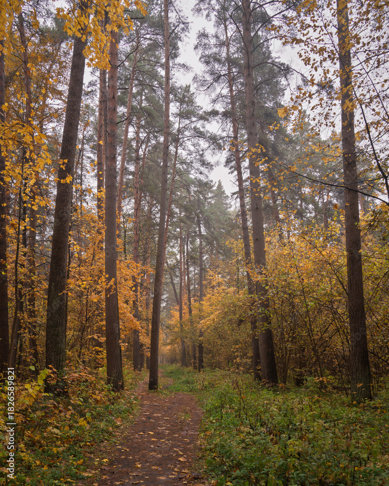 Fototapeta premium Forest path in autumn through tall pines and maple trees with golden yellow foliage. Natural beauty and tranquility perfect for background image and travel concept. Golden autumn.