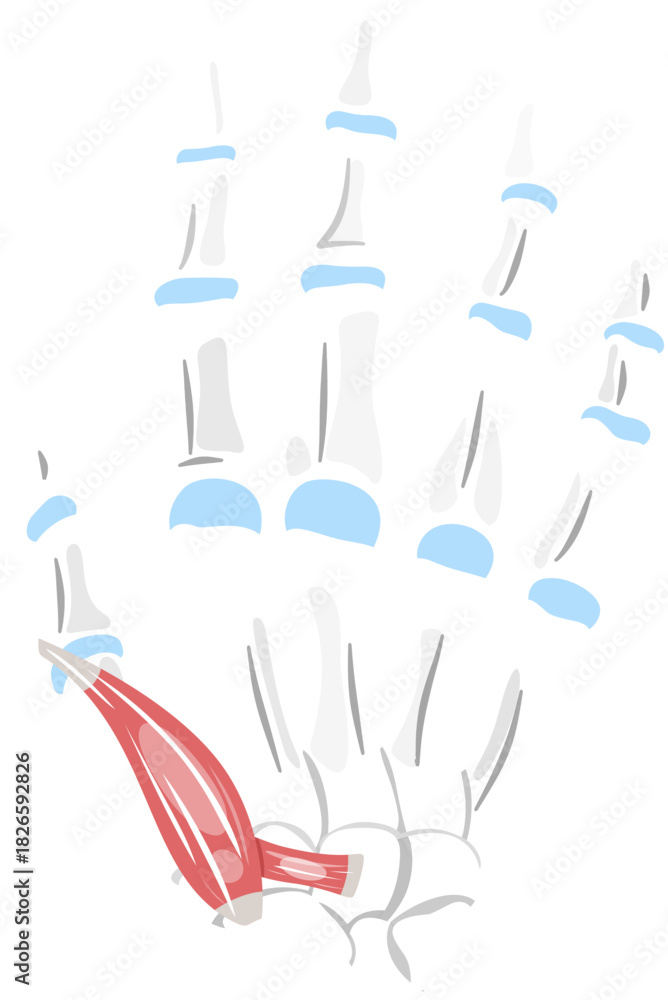 Obraz premium Flexor Pollicis Brevis Muscle