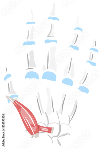 Flexor Pollicis Brevis Muscle