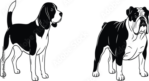 Beagle and Bulldog dogs vector illustration set purebred pets domestic animals different breeds black and white design