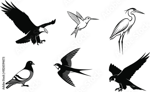 Diverse bird species vector set eagle hummingbird heron pigeon swallow falcon wildlife nature icons ornithology collection