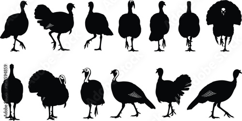 Turkey and guinea fowl silhouette set, black bird vector icons, poultry posture illustrations, farm animal design elements