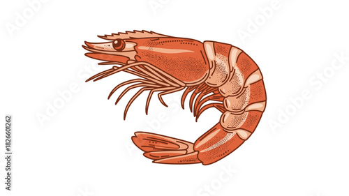 Illustration of a cooked red shrimp on a white background