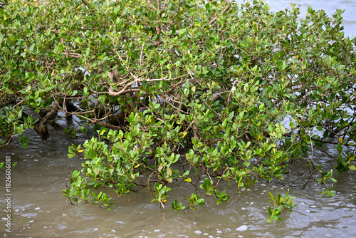 grey mangrove in seawater