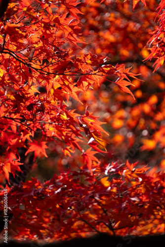 紅葉, 秋, 木, 葉, 赤, 自然, カエデ, オレンジ, 黄色, 森, 木の葉, 色, 光
