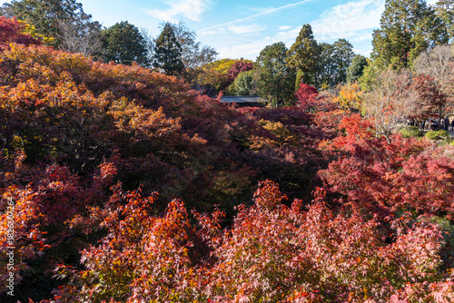 東福寺・京都・紅葉